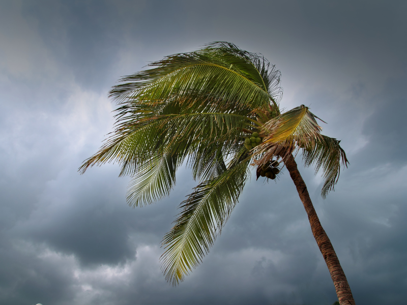 Cyclone Alfred - Emergency Contacts and Critical Updates for Queensland and NSW  